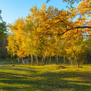 纹理 天空 树干 场景 美丽的 季节 植物区系 太阳 十月