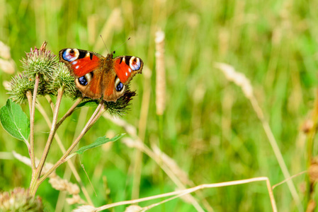 自然 斑点 夏天 野生动物 蝴蝶 美丽的 传播 动物 特写镜头