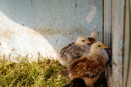 农家院 自然 有趣的 羽毛 家禽 生活 翅膀 母鸡 农业