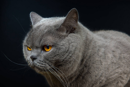 愤怒的 小猫 折叠 肖像 演播室 复制 美丽的 说谎 哺乳动物