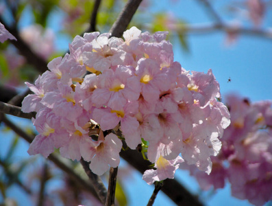 美丽的 盛开 特写镜头 粉红色 花的 植物区系 季节 花园