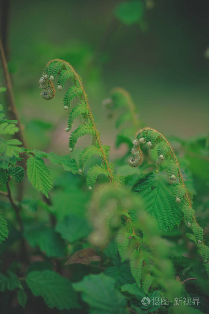 树叶 自然 植物 蕨类植物