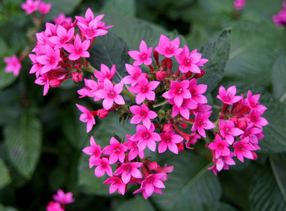 粉红色 花的 园艺 美女 植物 美丽的 植物区系 集群 季节