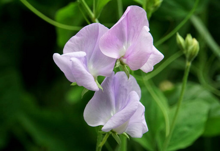 植物学 特写镜头 美丽的 攀登 夏天 颜色 粉红色 紫色