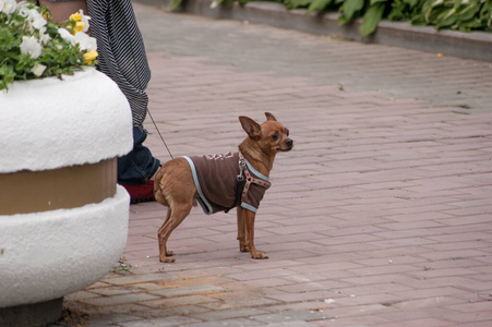 纯种 公园 皮带 夏天 宠物 有趣的 犬科动物 可爱的 沥青