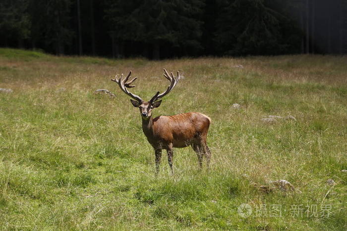 野鹿鹿静静地站在草地上雄性马鹿成熟的马鹿鹿鹿