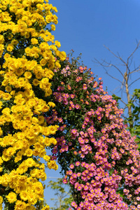 季节 生活 瓷器 花的 菊花 花束 秋天 品红 自然 花粉