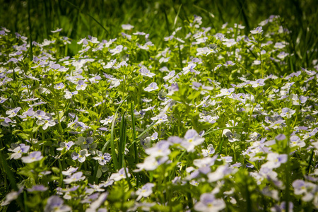 林间空地 阳光 季节 花园 草地 美女 开花 领域 植物区系