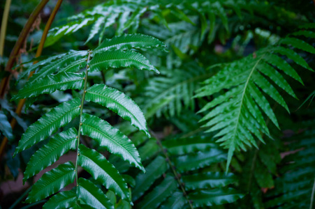 保护 生态友好型 植物区系 棕榈 夏天 花园 特写镜头 自然