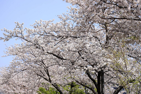 自然 蓝天 樱桃 粉红色 植物 春天