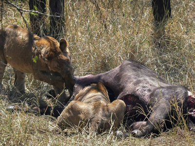 小狮子在塞伦盖蒂停止了对水牛的杀戮照片