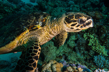 暗礁 美丽的 达哈布 泻湖 海底 爬行动物 风帆 埃及 水族馆