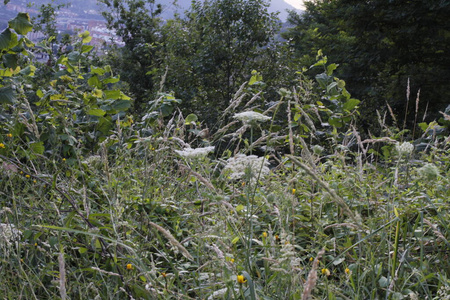 艺术 花的 草地 美女 植物区系 木材 季节 植物 环境