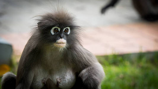 肖像 公园 泰国 野生动物 自然 家庭 特写镜头 可爱的