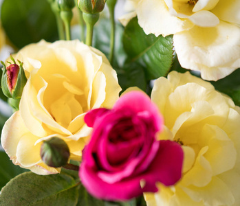 开花 墙纸 盛开 美女 婚礼 花的 情人 粉红色 自然 花束