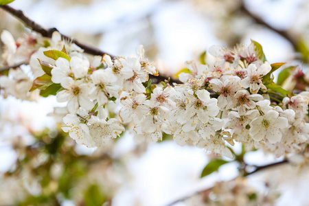 特写镜头 芬芳 植物区系 颜色 天空 植被 季节 分支 盛开