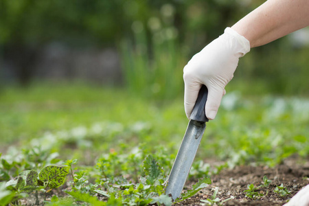一位年长的妇女在她巨大的植物园里用茂盛的黑色草坪拔草,园艺理念