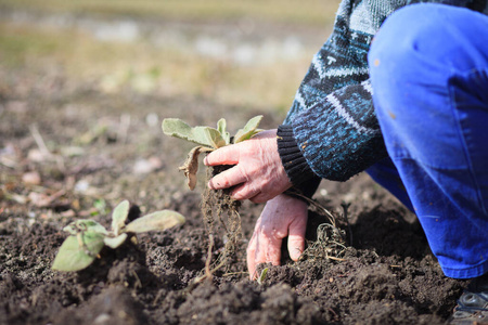 一个活跃的老年人在他巨大的植物园里拔草,清理,做适当的,艰苦的工作