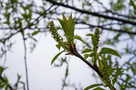 美丽的 分支 污垢 植物 自然 幼苗 土壤 农业 国家 园艺