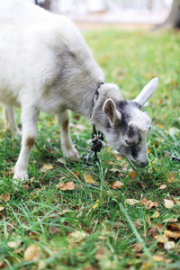 公园 毛茸茸的 动物 肖像 美丽的 夏天 自然 可爱的 山羊
