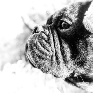 法国斗牛犬与哈巴狗杂交的照片相似素材图片 摄图新视界