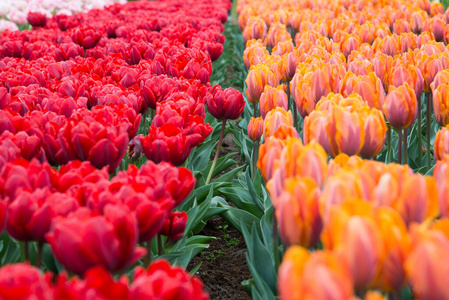 花园 荷兰语 植物 春天 开花 美丽的 颜色 郁金香 荷兰