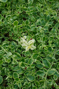 仙人掌 特写镜头 植物 植物区系 纹理 生长 植物学 旅行