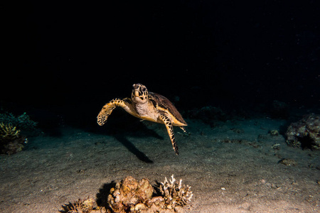 水肺 直立行走 海的 生态系统 水下 埃及 旅行 动物 美女