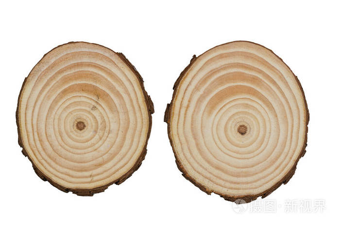 树干横截面的正视图切割环纹理的特写