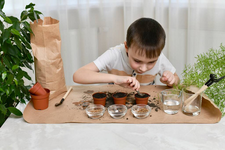 细心的男孩努力地用镊子把种子通过漏斗放入罐子里.照片