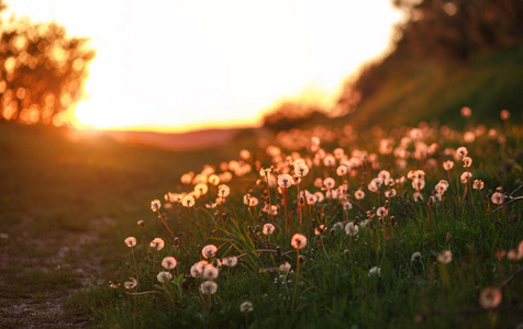 特写镜头 领域 花园 阳光 草地 蒲公英 开花 美丽的 季节