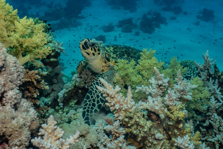 水族馆 水肺 游泳 生态系统 珊瑚 环境 暗礁 风景 假期