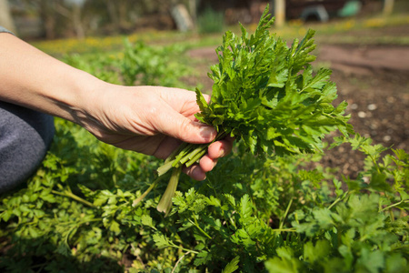 在农场户外种植的欧芹.花园里生长的欧芹.在农场户外种植的欧芹.