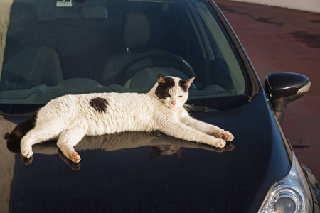 懒洋洋的猫躺在车上图片