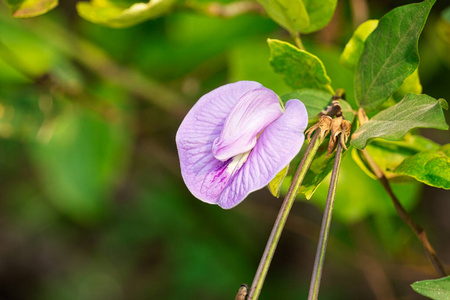 分支 紫色 开花 植物 灌木 自然 柠檬