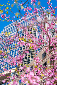 公园 开花 美女 波士顿 前进 园艺 分支 春天 植物 日本