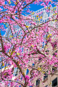 季节 自然 花瓣 旅行 园艺 开花 日本 日本人 四月 樱花