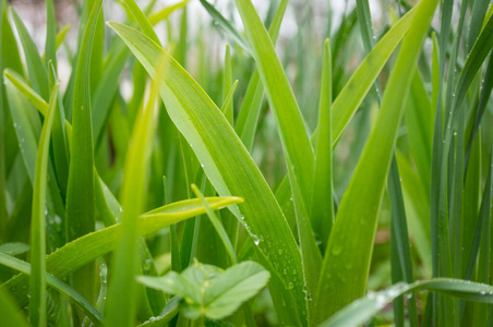 进化 自然 春天 天气 成长 气候 阳光 植物区系 草地