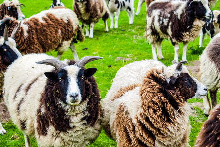 春天 领域 可爱的 牲畜 农业 草地 自然 野生动物 羔羊
