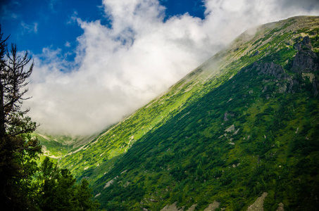 松木 早晨 美丽的 森林 风景 公园 薄雾 自然 石头 环境