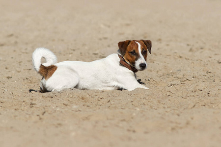 犬科动物 海洋 海滩 运动 运行 肖像 繁殖 太阳 小狗