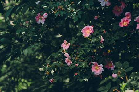 美女 颜色 自然 夏天 盛开 美丽的 粉红色 花园 特写镜头
