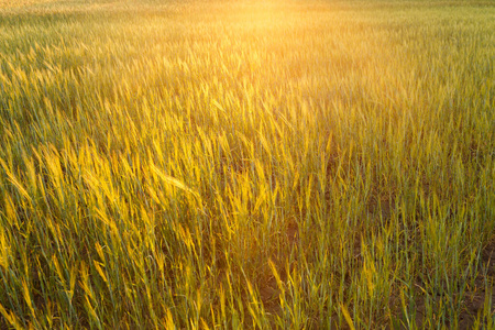 国家 领域 夏天 树叶 阳光 黑麦 环境 季节 草地 农学