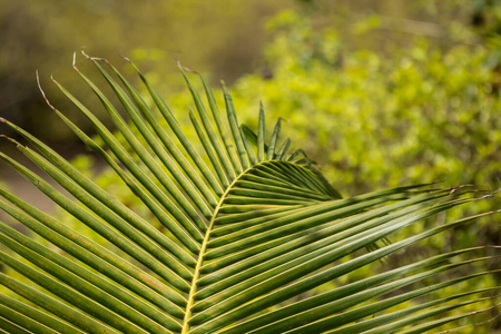 棕榈 分支 花园 夏天 纹理 森林 椰子 自然 植物 艺术