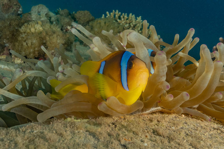 小丑 银莲花 深的 暗礁 颜色 美女 潜水 加勒比 自然
