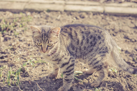 眼睛 斑猫 哺乳动物 自然 毛皮 动物 可爱的 可爱极了