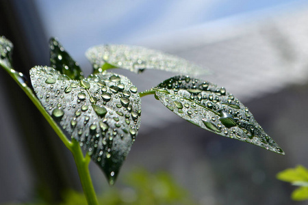 自然 特写镜头 植物 露水 树叶 美女 幼苗 胡椒粉 花园