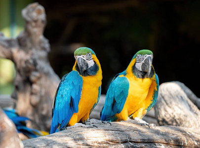 分支 蓝金刚鹦鹉 鹦鹉 野生动物 热带 鸟类学 特写镜头