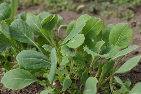 青菜种植青菜苗照片