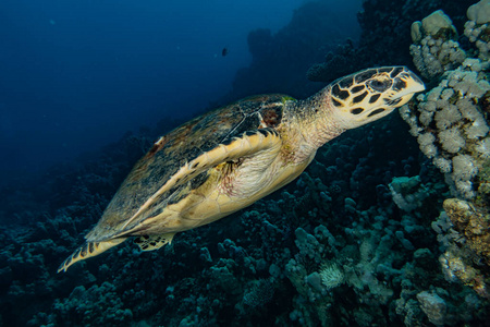 美女 海洋 游泳 生态系统 美丽的 水族馆 暗礁 深的 假期